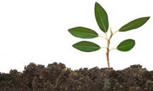 ILUSTRASI - BIBIT POHON