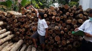 KAYU YANG DIDUGA HASIL PEMBALAKAN LIAR