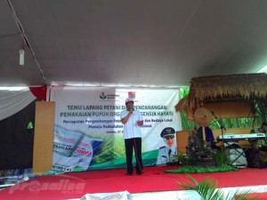 WABUP MUQIT ARIEF SAAT PANEN PADI DI KALISAT