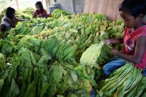 PEKERJA ANAK PERKEBUNAN TEMBAKAU