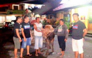 SAPI HASIL CURIAN