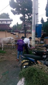 2 ekor sapi yang masih di Polres Jember